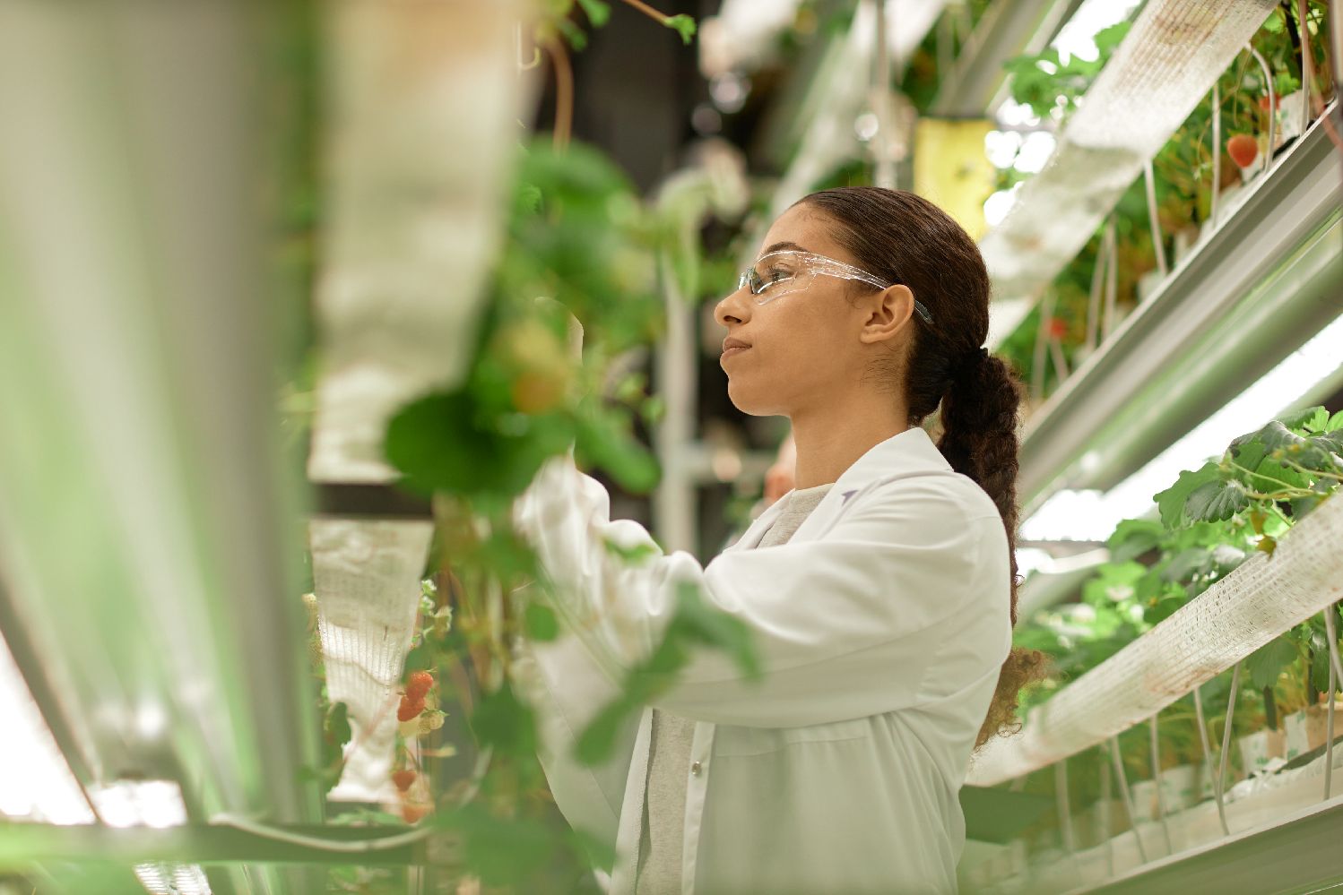 A young woman in a white lab coat inspects plants in a greenhouse